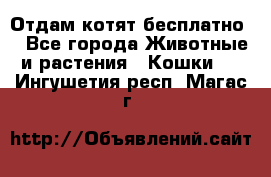 Отдам котят бесплатно  - Все города Животные и растения » Кошки   . Ингушетия респ.,Магас г.